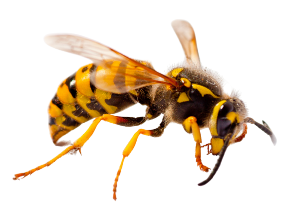 wasp removal pest control